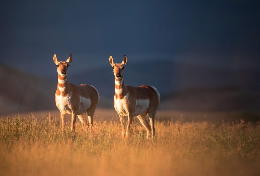 Pronghorn and other grassland wildlife make their home on the range at McIntyre Ranch.