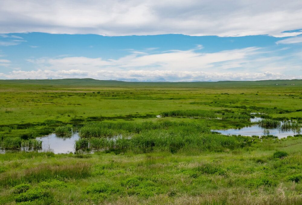 Grasslands are vital hotspots of biodiversity, offering valuable ecosystem services.