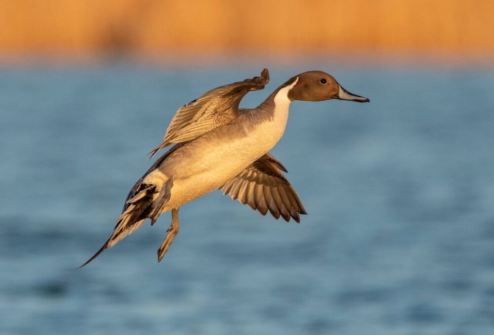 Pintail in flight.