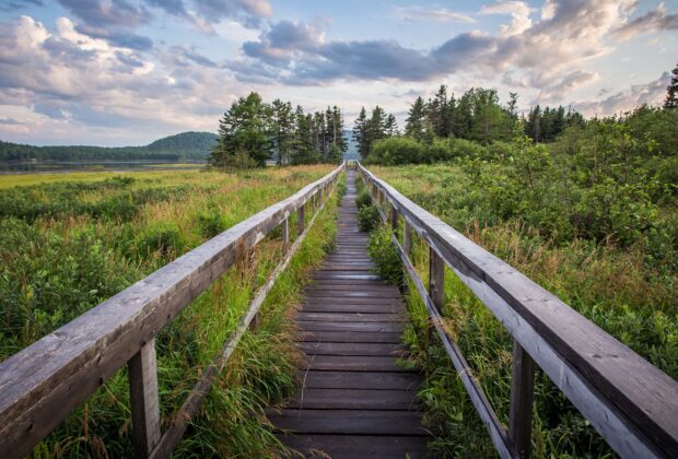 Explore Wetlands in Newfoundland & Labrador