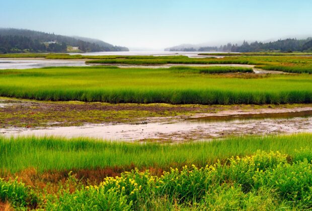 Explore Wetlands in Nova Scotia