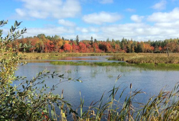 Explore Wetlands on Prince Edward Island