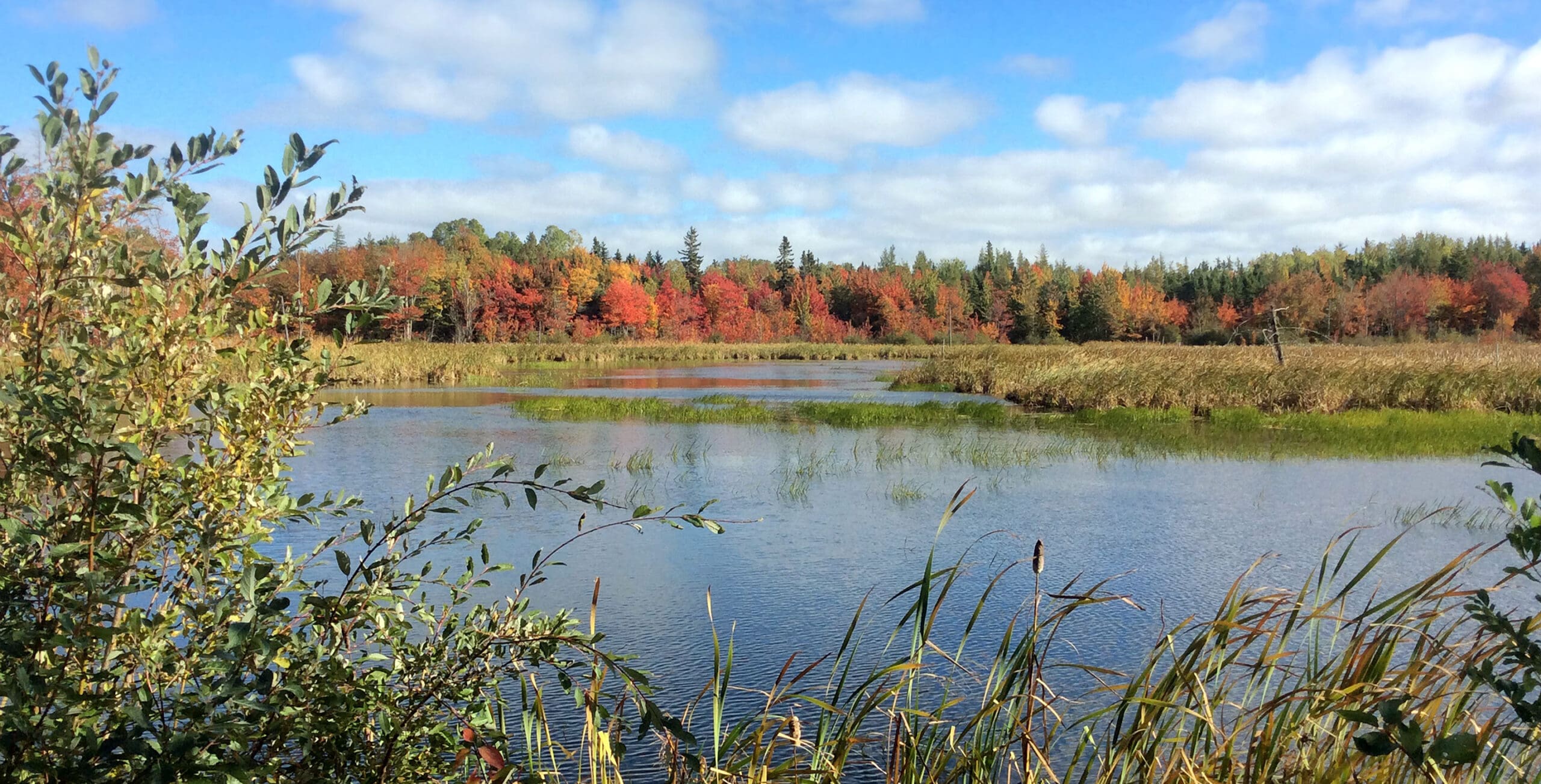 Explore Wetlands on Prince Edward Island — Ducks Unlimited Canada