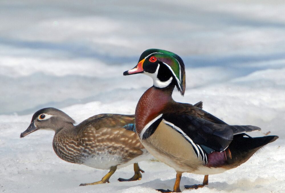 Wood duck pair, walking in snow.
