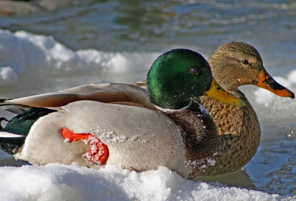 Mallard pair, sitting in snow.