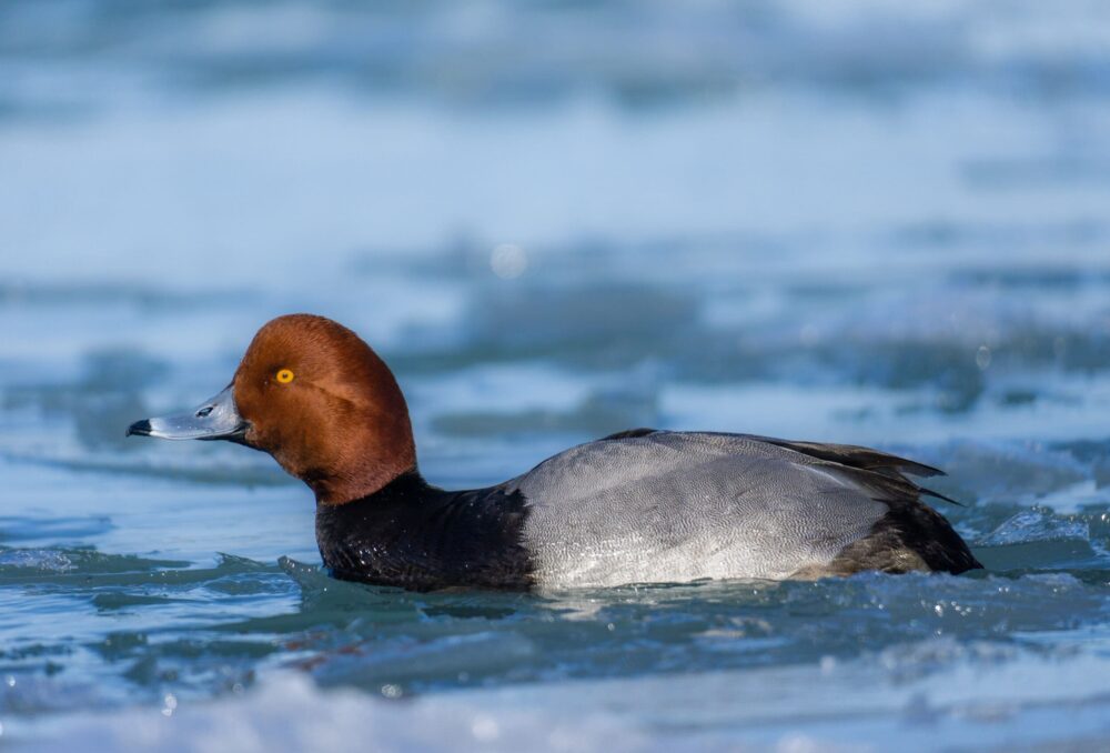 Krete, an avid waterfowl photographer, captured this redhead drake (male) in southwestern Ontario. 