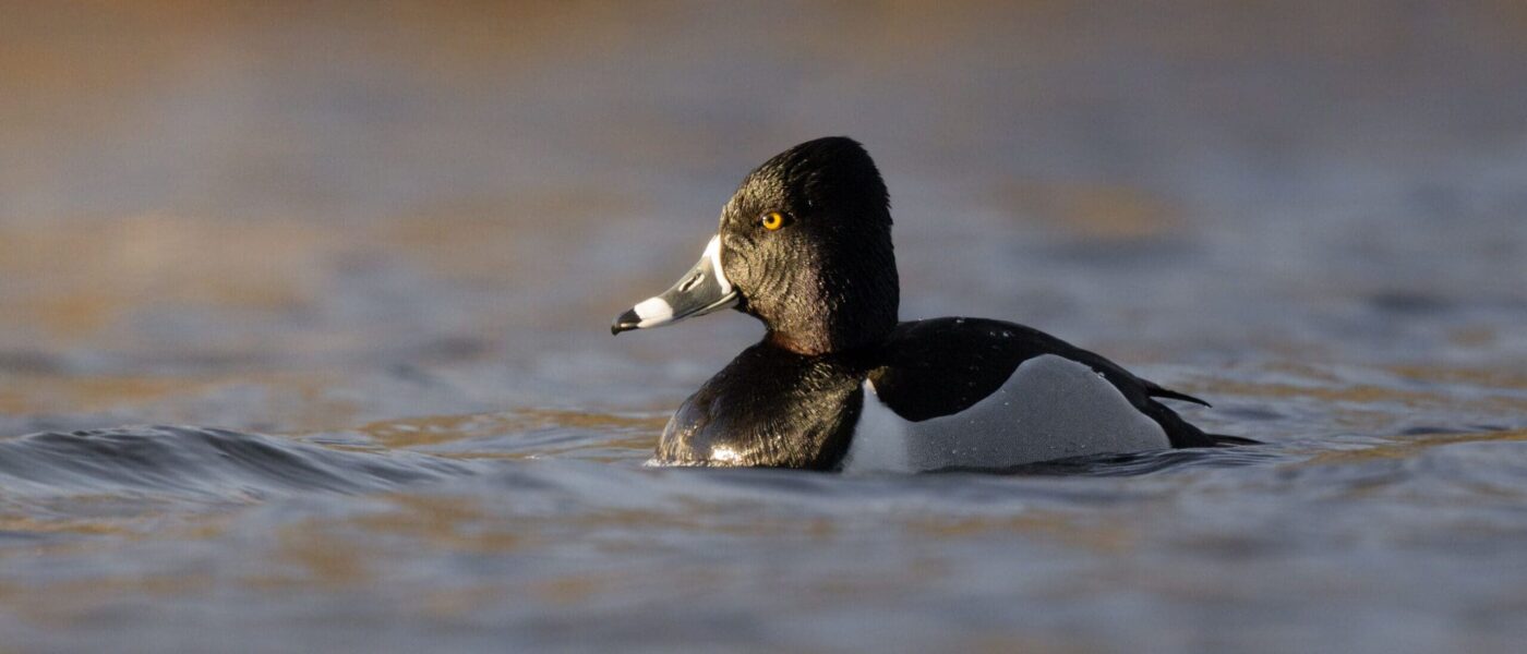 Ring-necked duck (drake/male) 