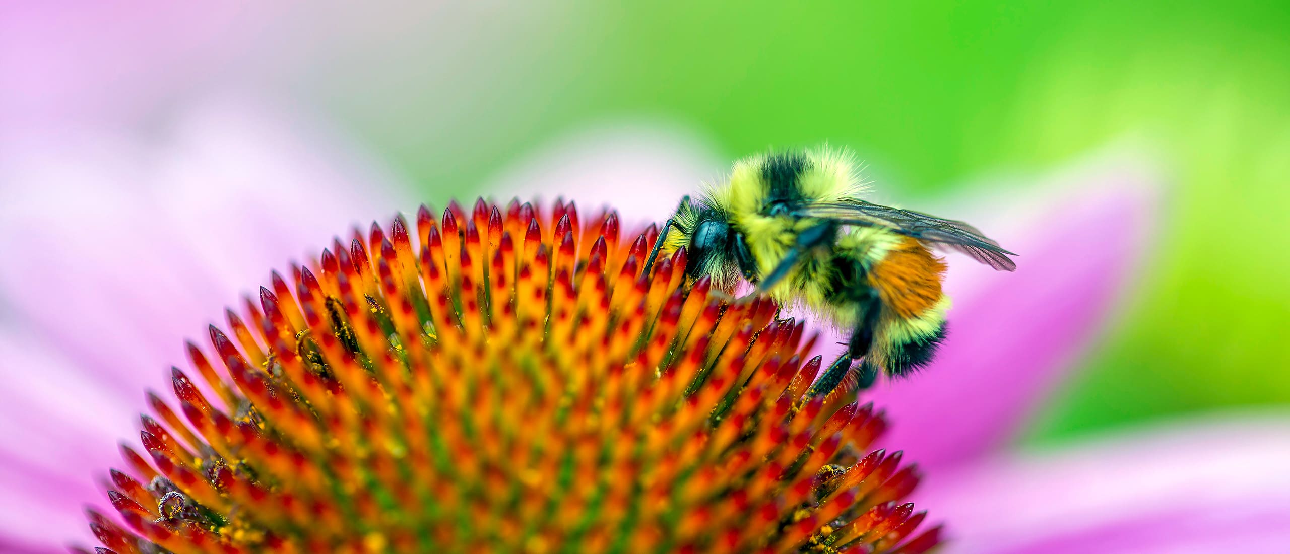 What is biodiversity and why does it matter? — Ducks Unlimited Canada