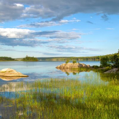 Boreal Forest