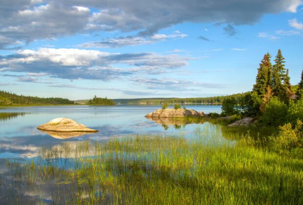 Boreal Forest