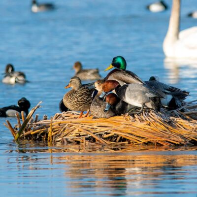 Waterfowl