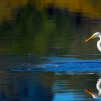 Wetland Waterfowl and Wildlife Identification