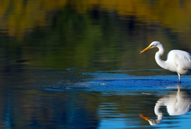 Wetland Waterfowl and Wildlife Identification