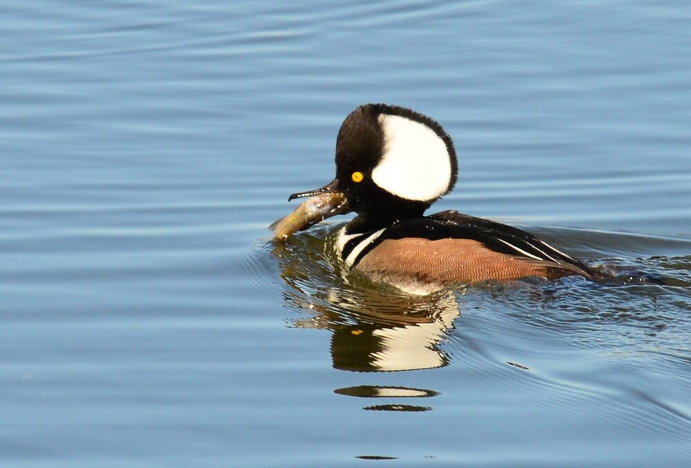 Merganser swimming and eating a fish