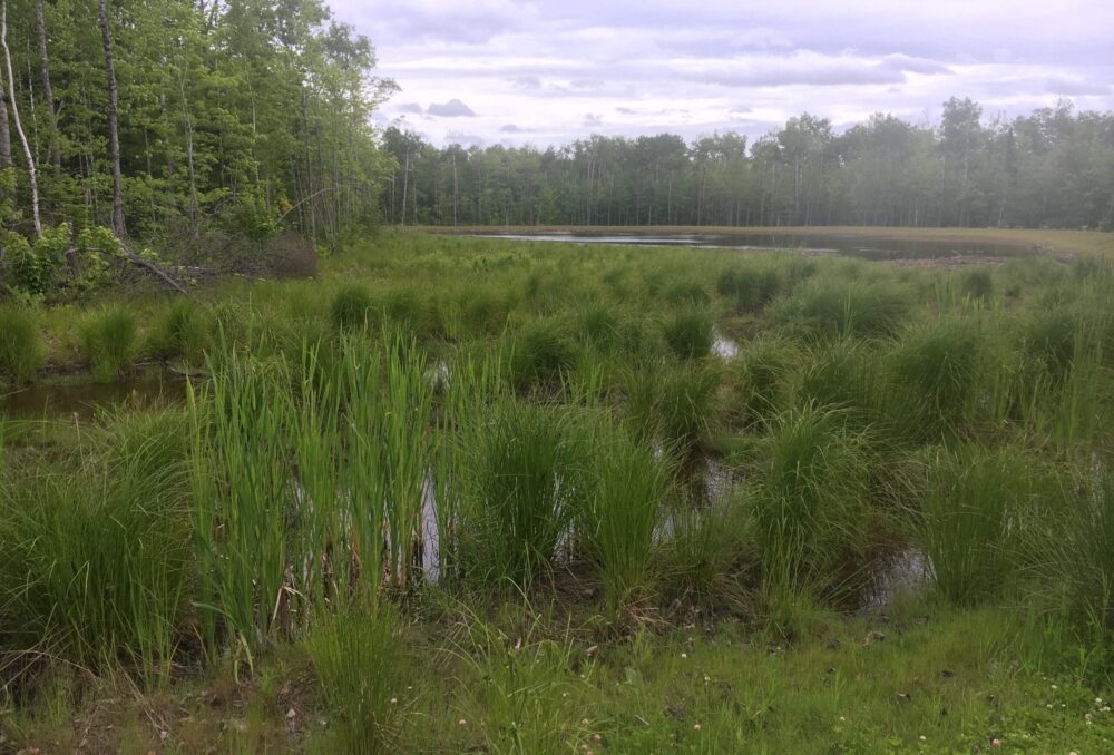 Constructed wetland at Berry Mills snow dump site, June 2018. 