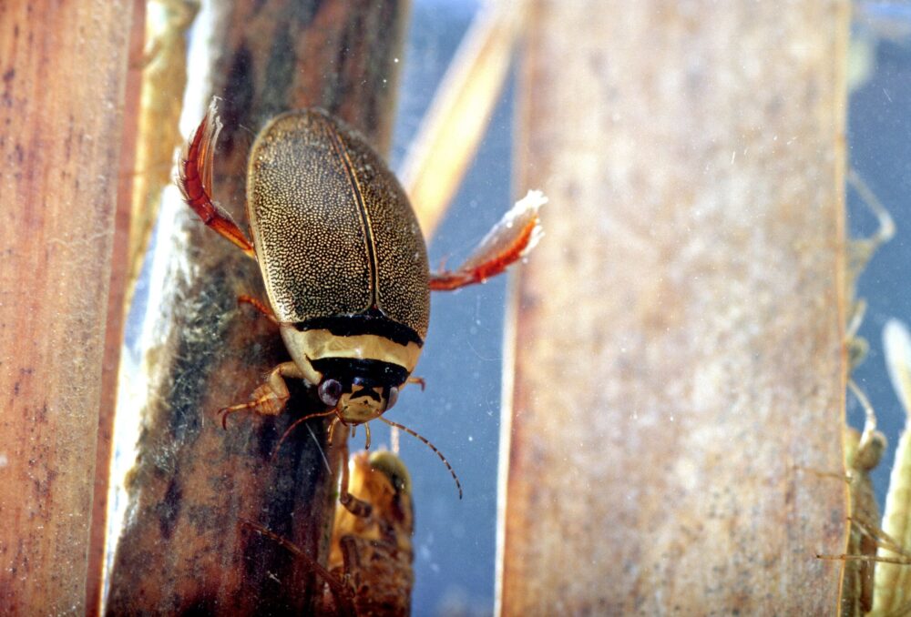 Diving beetle