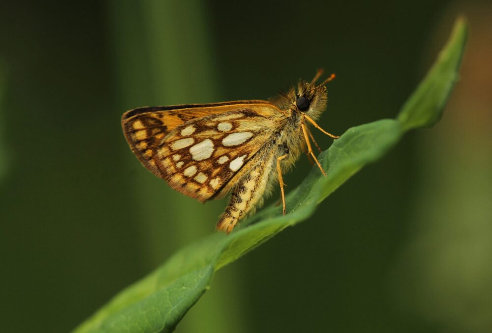 Skippers are small, swift butterflies.