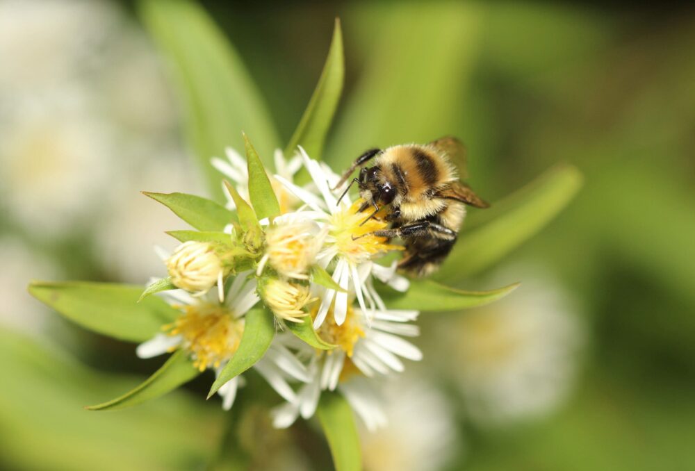 Bee perched on white flower