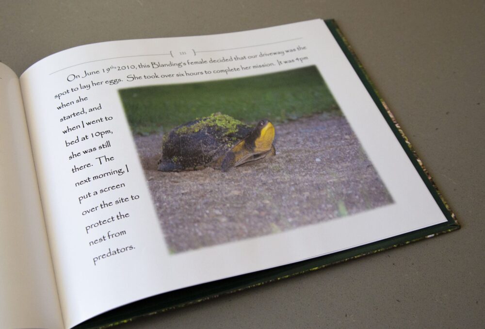 Deshane shares many stories and photos of the many species of wildlife frequenting the restored wetland on his former property, like this Blanding's turtle, a species at risk. 