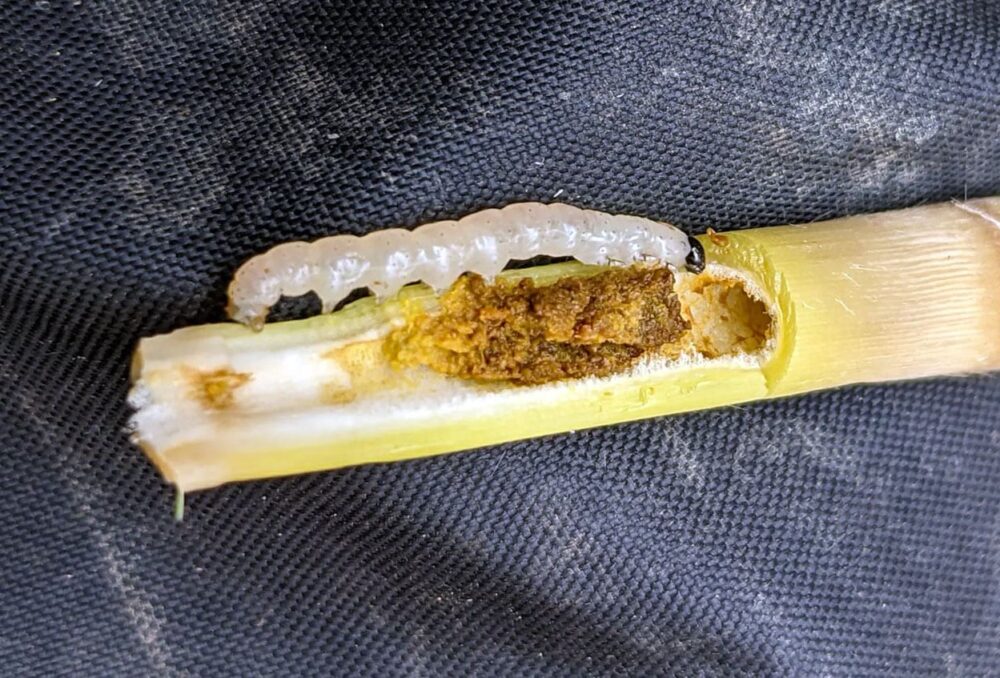 Late-instar larvae of phragmites biocontrol agent.