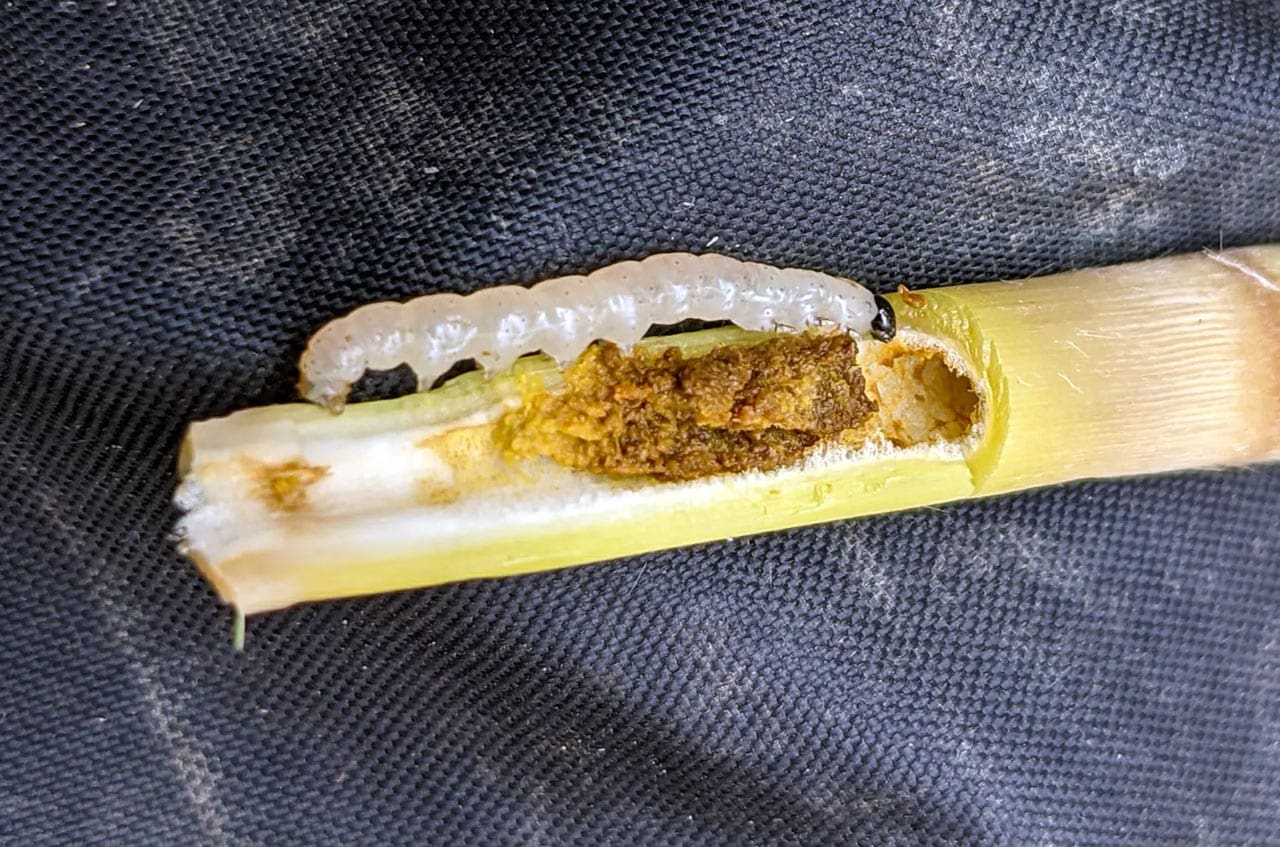 Late-instar larvae of phragmites biocontrol agent.