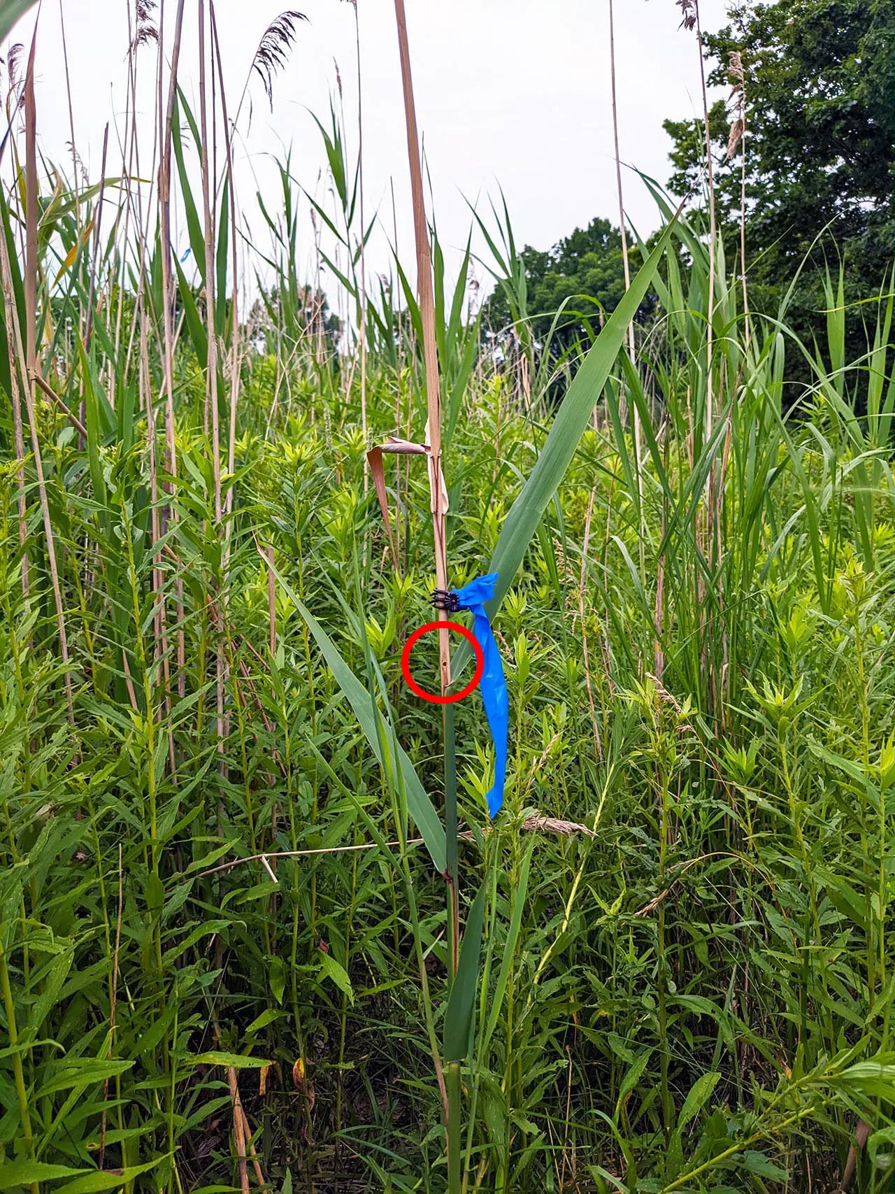 Photo of stem damage above emergence hole.