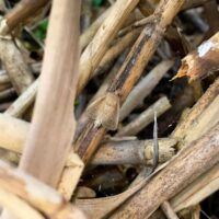 Phragmites Biocontrol in Ontario – Progress So Far