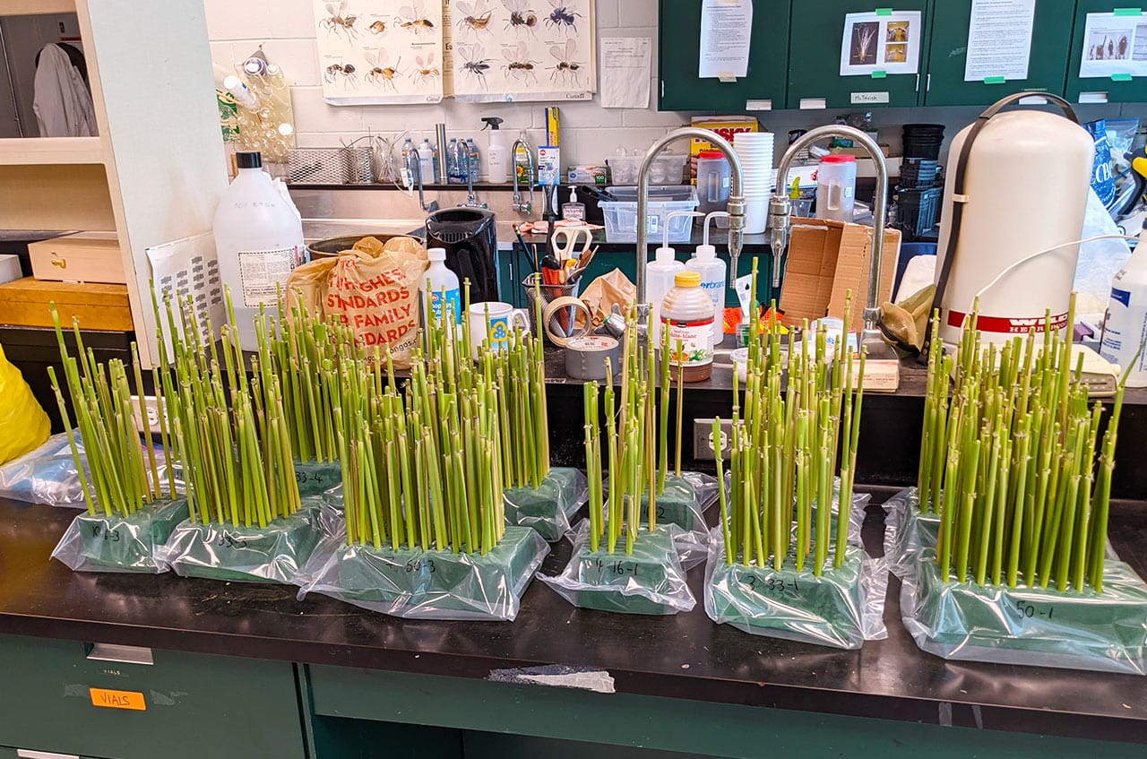 Cut phragmites stems inoculated with larvae of biocontrol agents in preparation for release