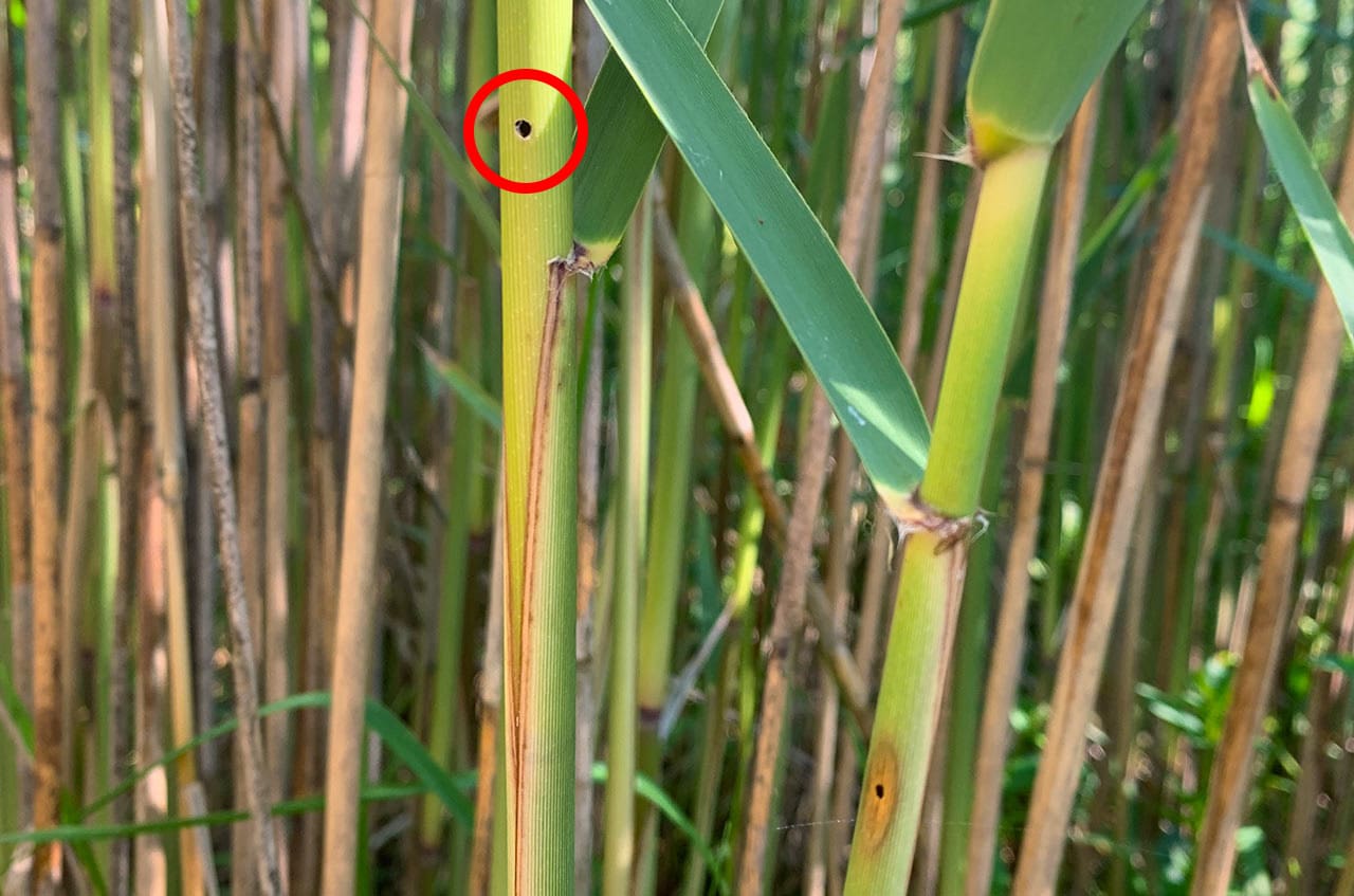 Larval bore hole in invasive phragmites stem