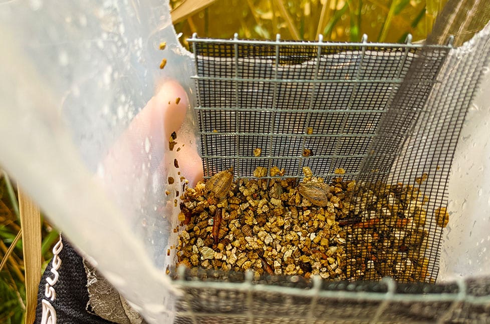 Moth adults emerging at field release