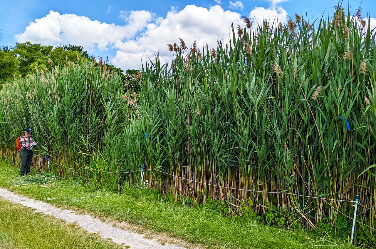 Summer Phragmites damage monitoring