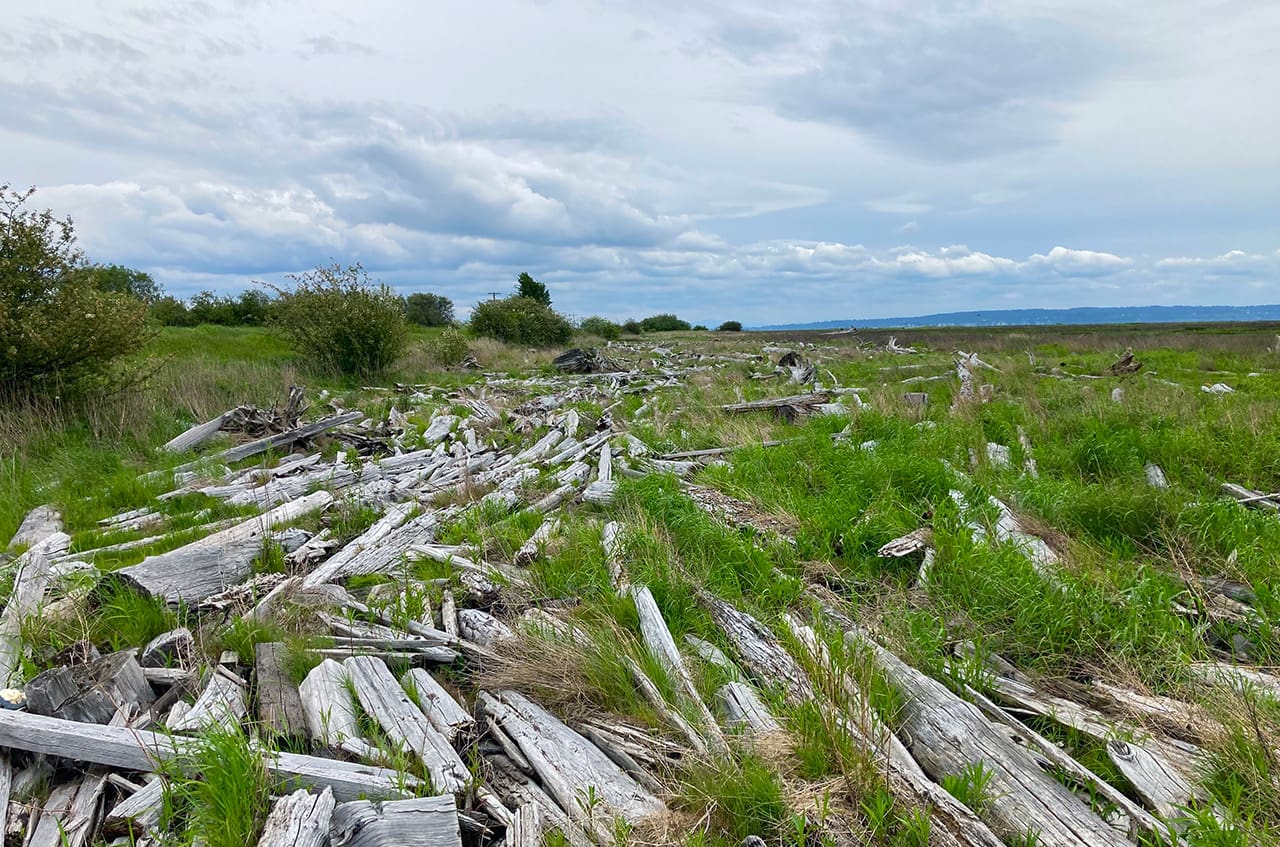 Boundary Bay Tidal Marsh