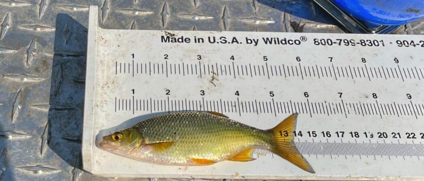 This golden shiner was a welcome find in the waters around the DUC Howe Island wetland.