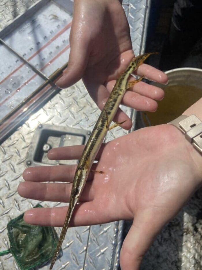 Looking more like a holdover from prehistoric times, this longnose gar was a surprising find.