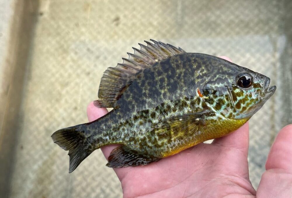 A pumpkinseed find was a thrill for the team!