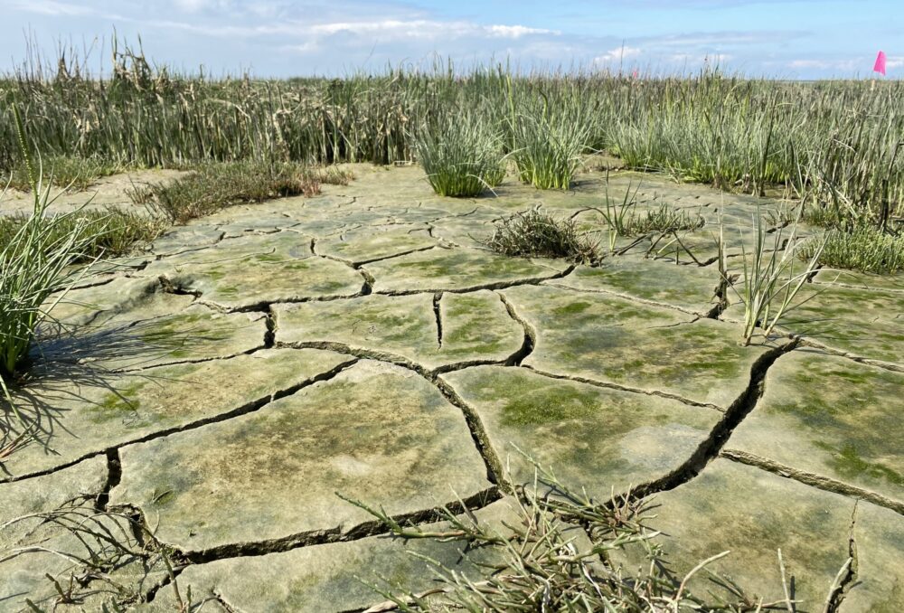 Spartina is an invasive species on the western coast of Canada, studies of coastal restoration indicate invasive species as a challenge for tidal marsh health.