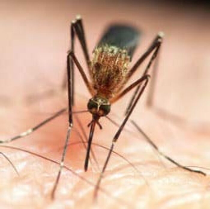 Mosquito