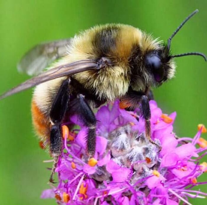 Bee