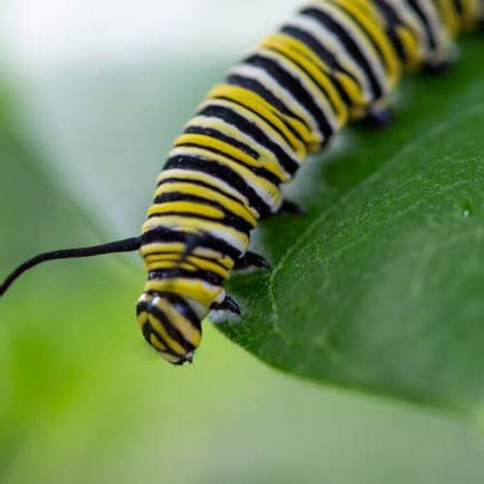 Monarch caterpillar