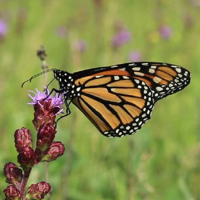 Monarch