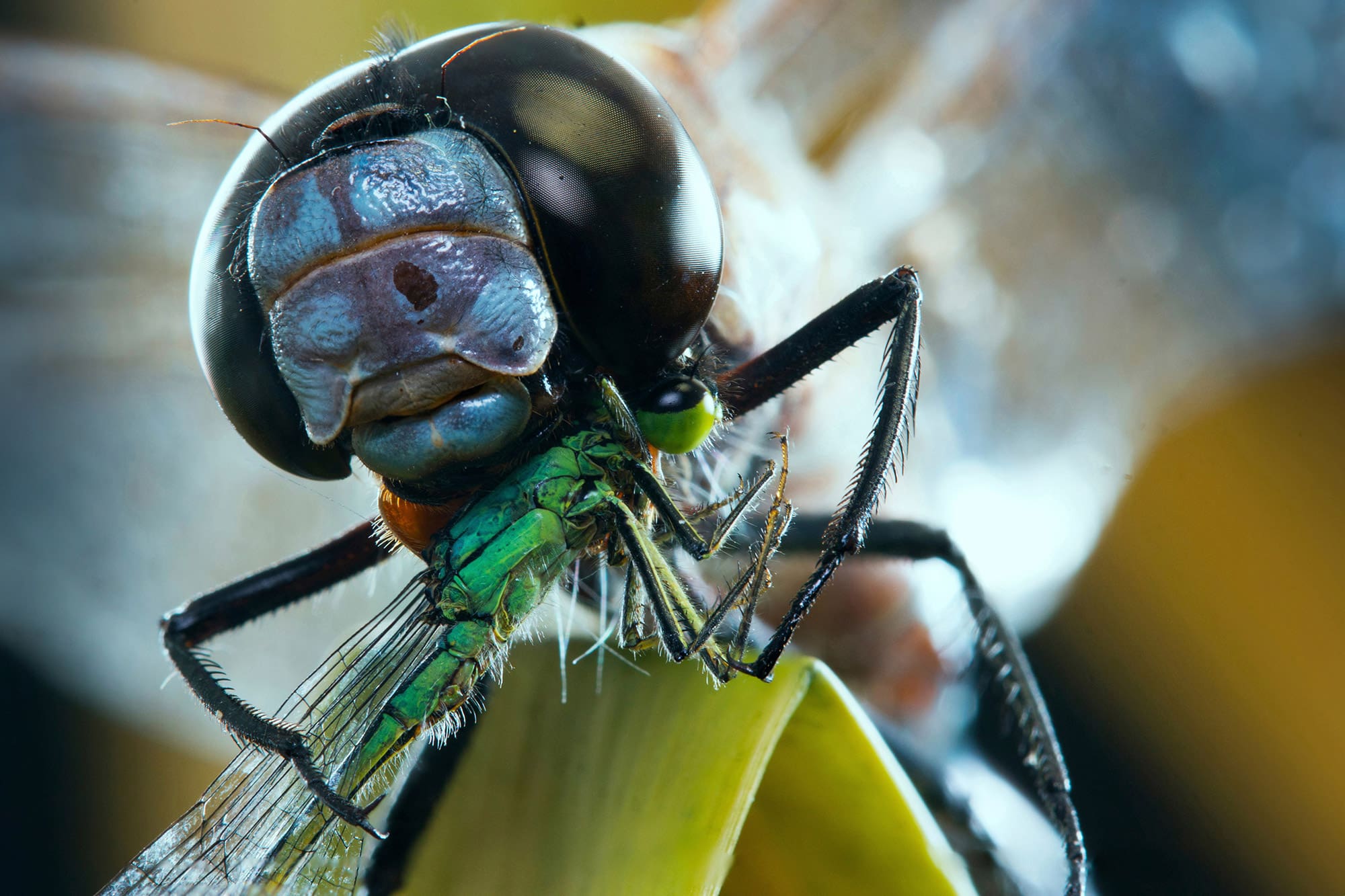 What do dragonflies eat, and how do they hunt? — Ducks Unlimited Canada