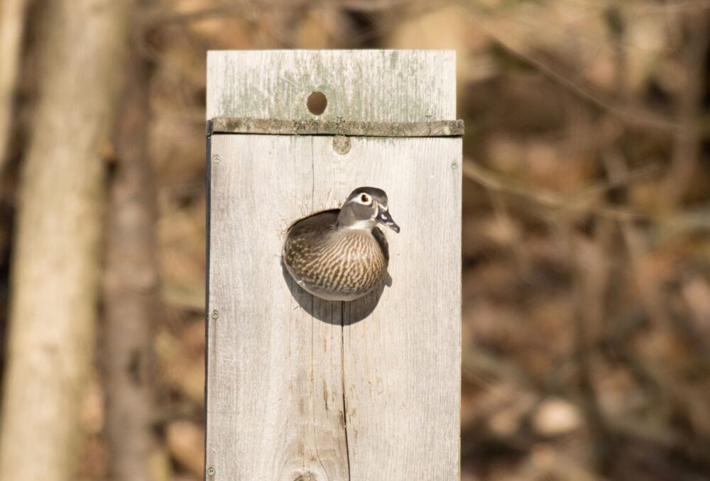 Many cavity nesting waterfowl will happily reside in nest boxes (which can also be built to dissuade predators).