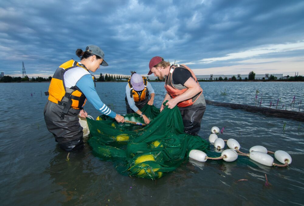 Biologists and field staff catalogue fish and intertebrate species as part of a monitoring program.