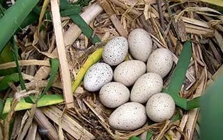 waterfowl eggs in nest