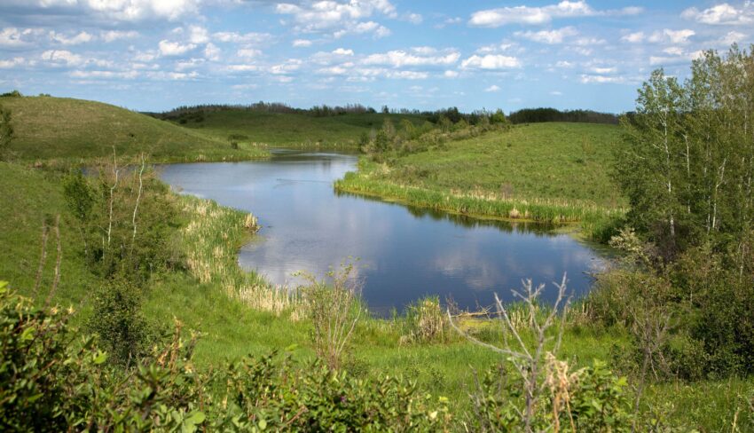 How wetlands help our groundwater on Alberta’s working landscapes
