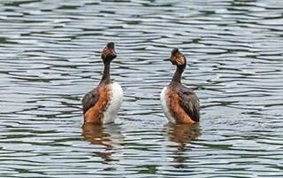 grebes