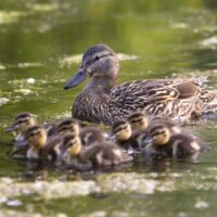 Biodiversity Mapping Assessment Tool  FAQ