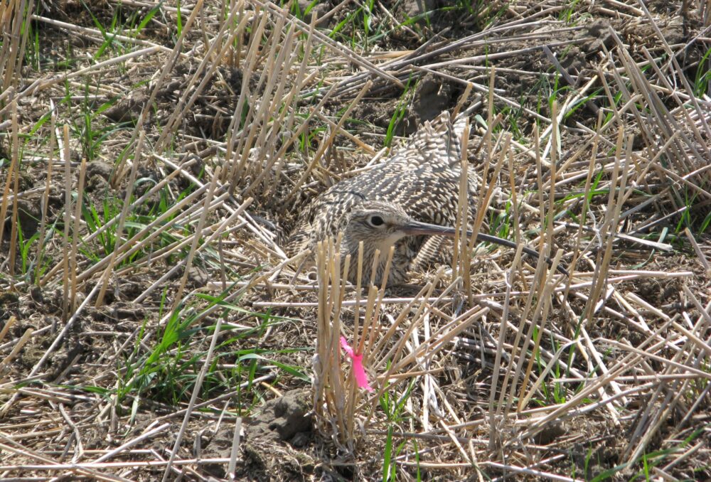  Including winter cereals in a crop rotation is a strategy to help manage kochia. Due largely to the different seeding time, these crops are also wildlife-friendly… this curlew sure thinks so!