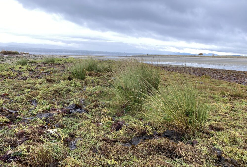 Spartina densiflora on Sandy Island before it is removed