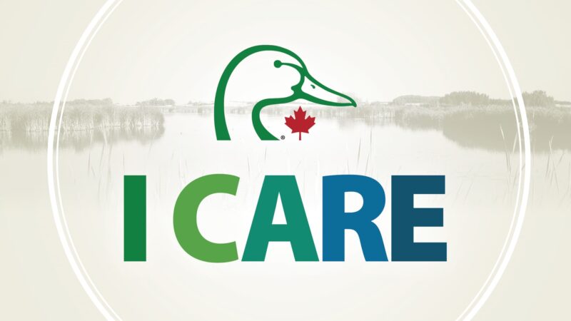 ICARE logo with DUC head